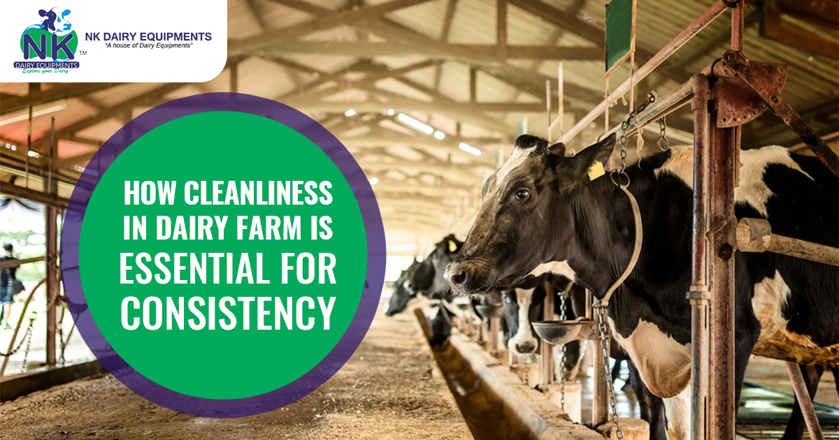 How cleanliness in dairy farm is essential for CONSISTENCY