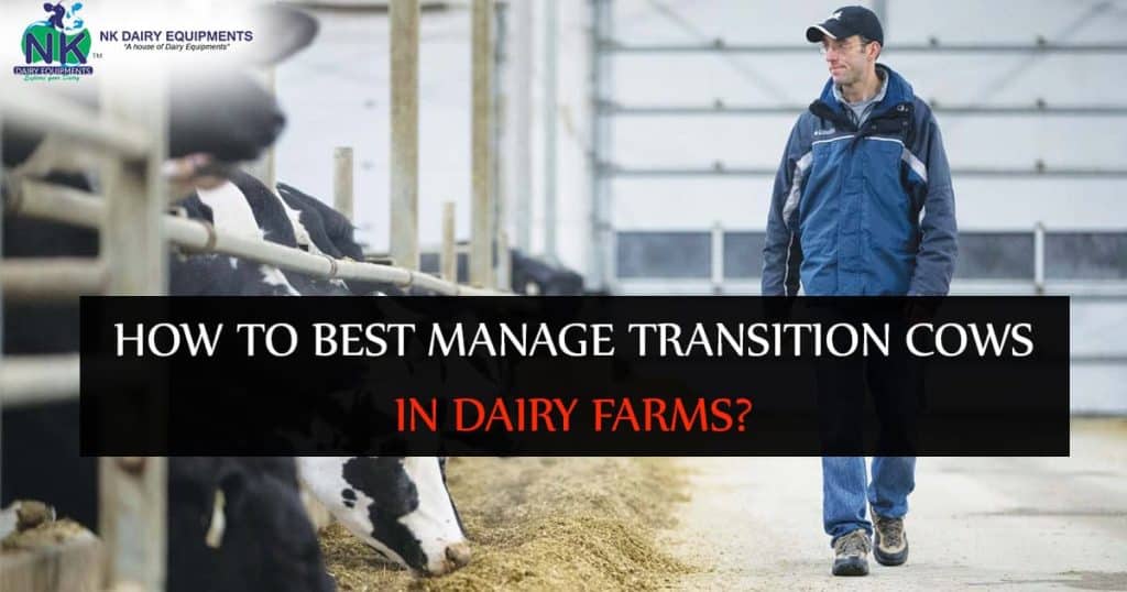 How To Best Manage Transition Cows In Dairy Farms?