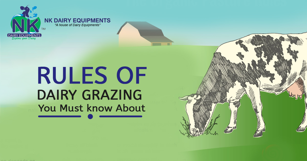 Rules of Dairy Grazing You Must know About