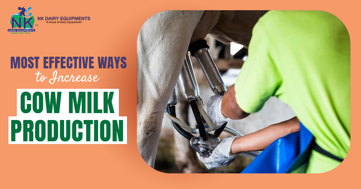 Most Effective Ways to Increase Cow Milk Production