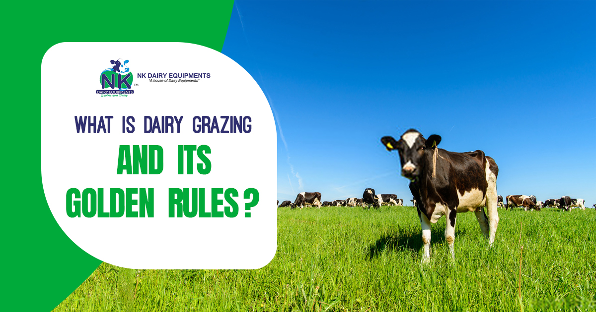 What is Dairy Grazing and its golden rules