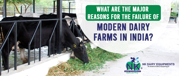 What are the major reasons for the failure of modern dairy farms in India