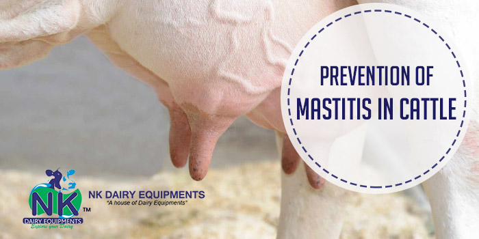 Prevention of mastitis in cattle