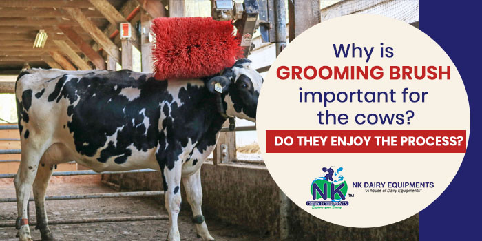 Why is grooming brush important for the cows Do they enjoy the process