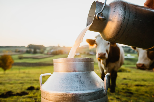 दूध का कारोबार कैसे बढ़ा रहा है रोजगार के अवसर ?